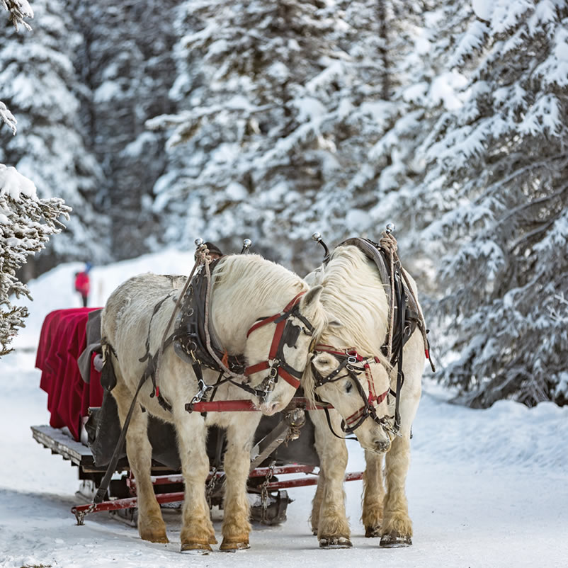 Pferdeschlitten © TVB Ramsau-Dachstein